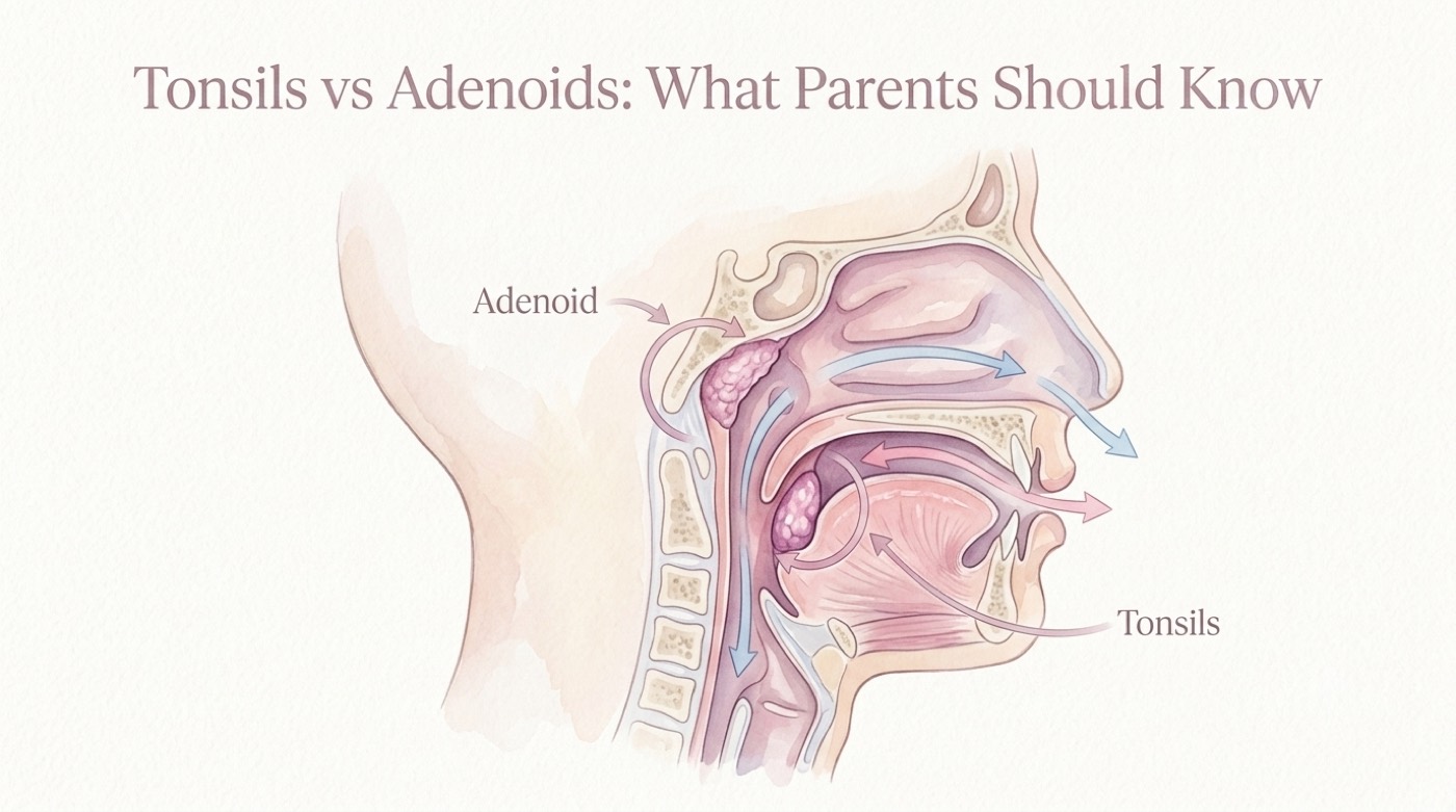 Watercolour anatomical illustration of a child&rsquo;s head in profile showing the position of the adenoid behind the nose and the tonsils at the back of the throat